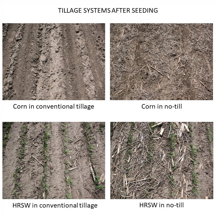 Four photos showing bare ground from conventional tillage and organic matter on the soil surface in no-till systems.