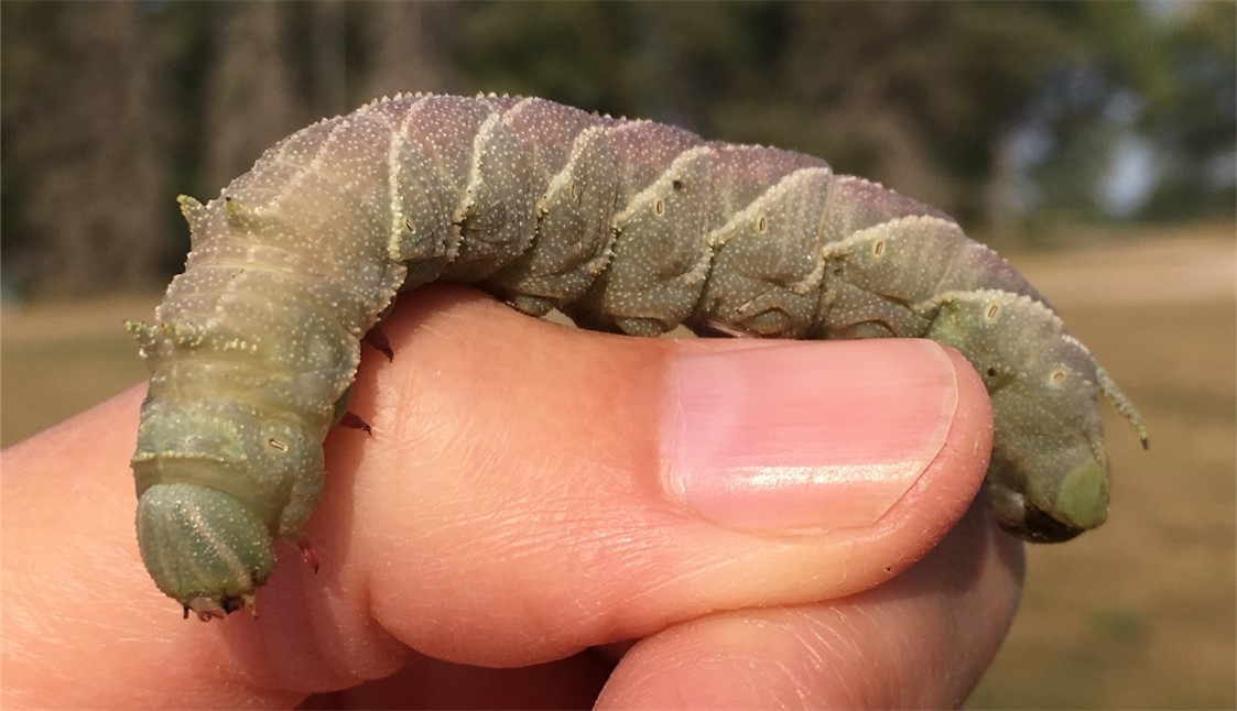 A large caterpillar on my thumb, with sand-papery grey-green skin, light purple wash, white lines, tail, and horn-like projections on segments 2 and 3.