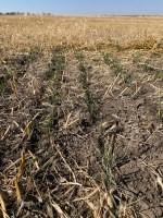 Cover crops