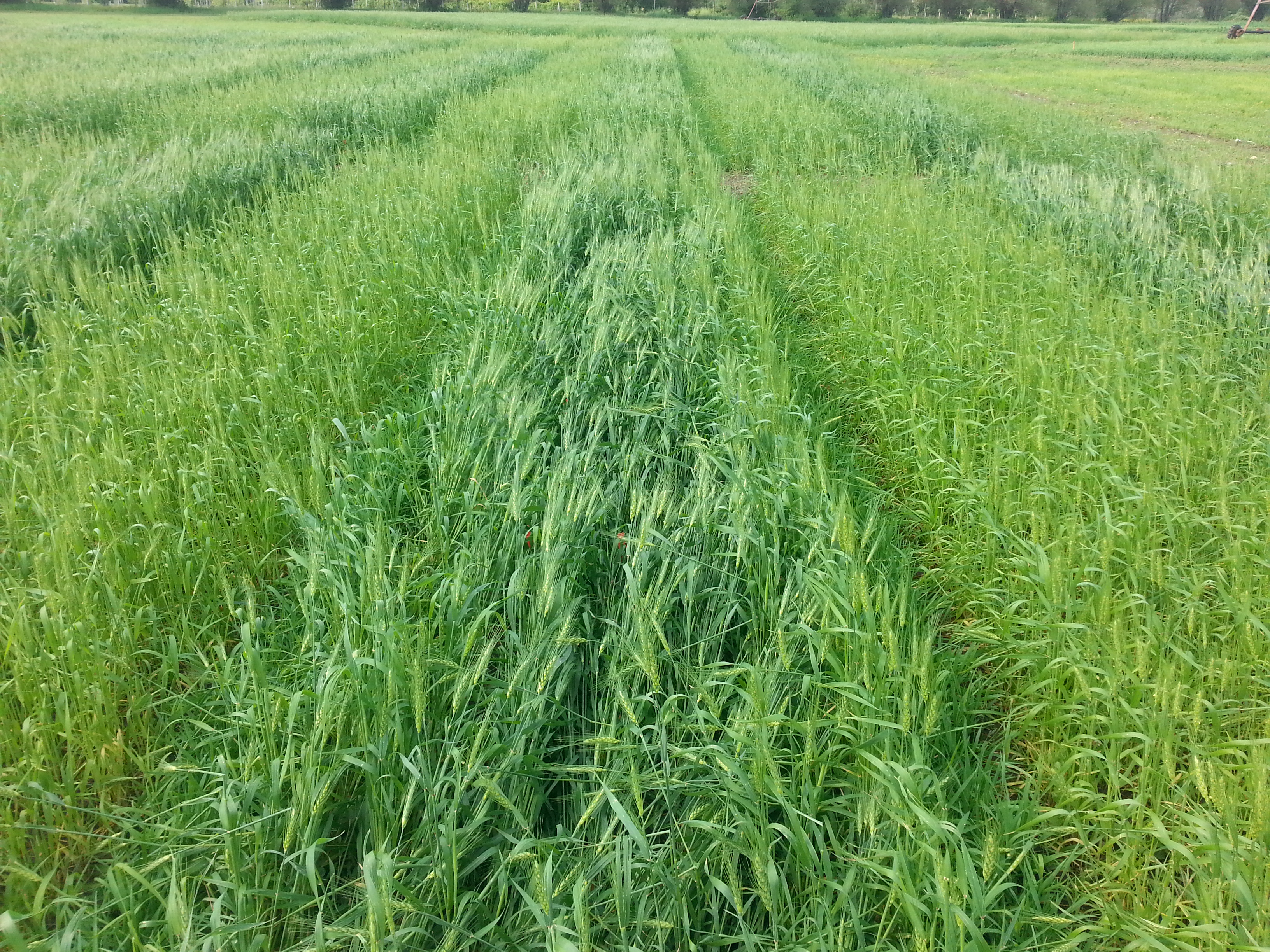 Photo showing unfertilized passes of wheat next to fertilized passes.