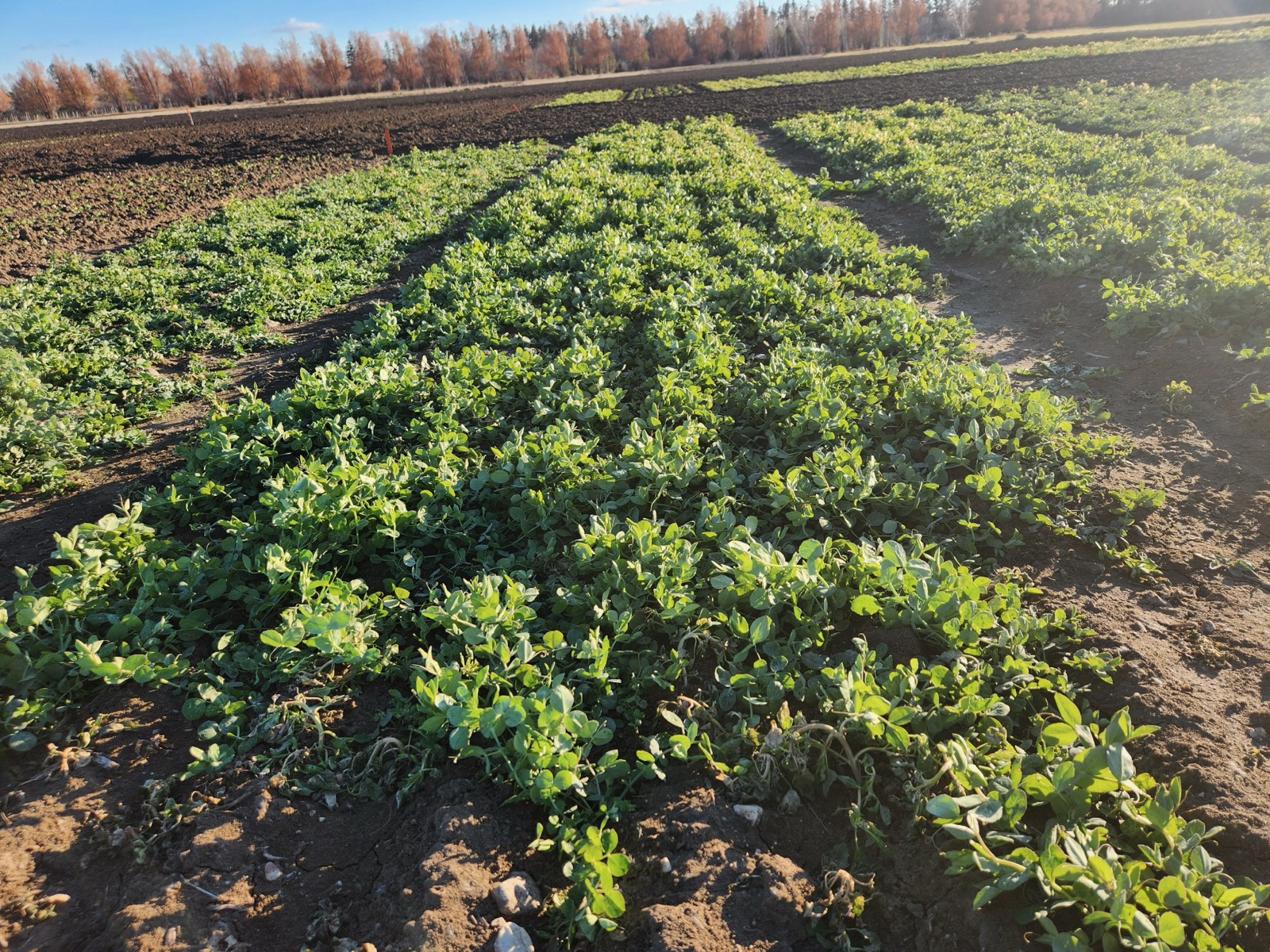 September-planted winter peas in fall 2023.