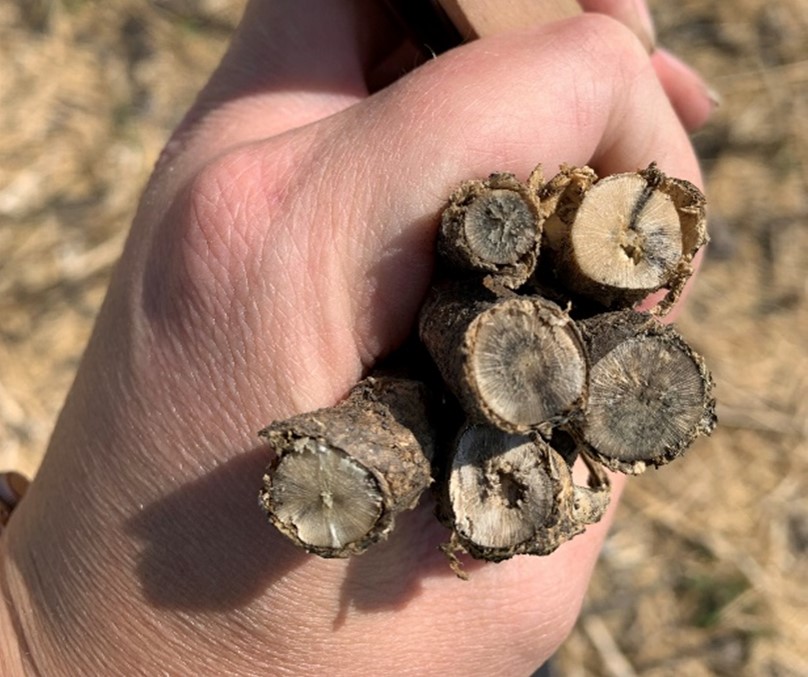 Canola stubble that is discolored when cut in cross-section