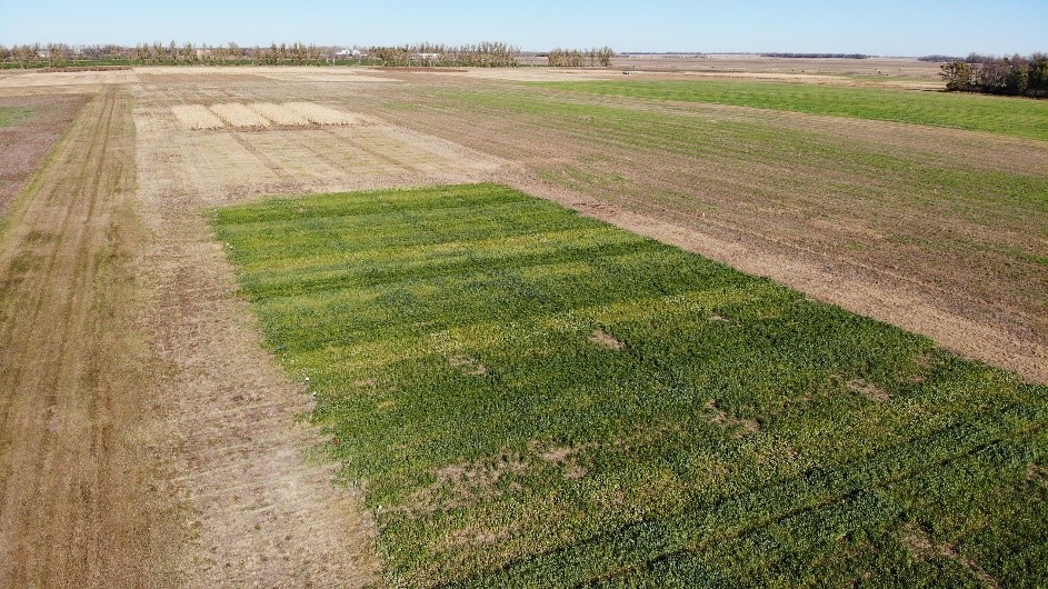 An aerial view of a cover crop trial at the Carrington Research Extension Center.