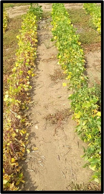 Dry beans grown under no-till management near Wishek, ND.
