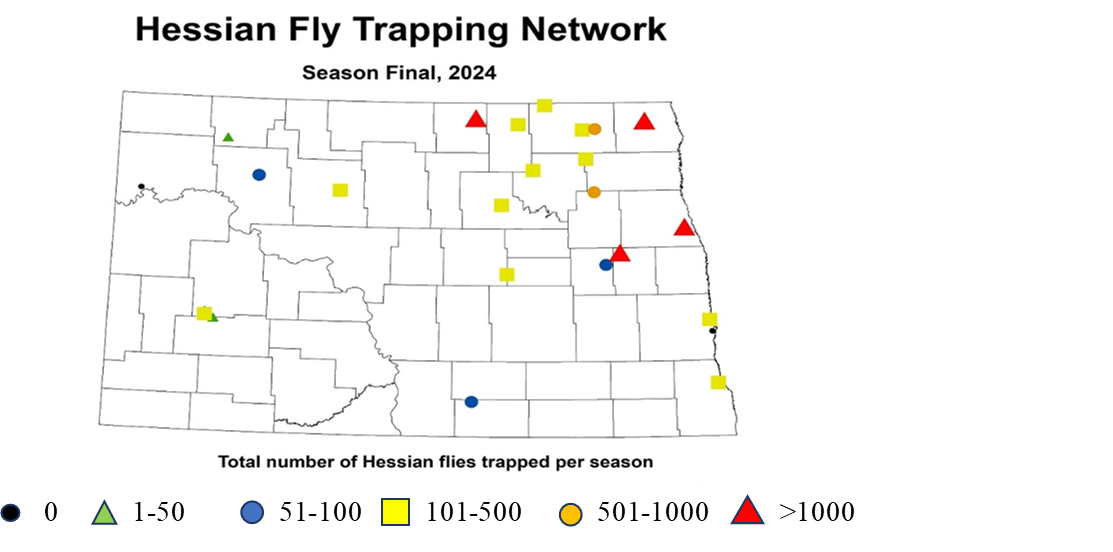 Hessian fly trapping network picture