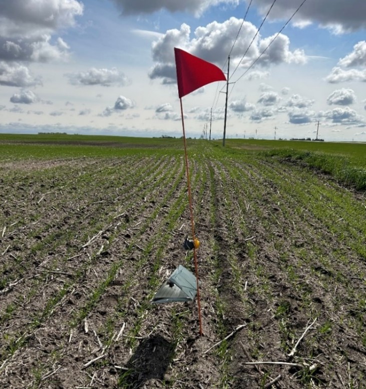 Hessian fly pheromone trap set in a wheat field
