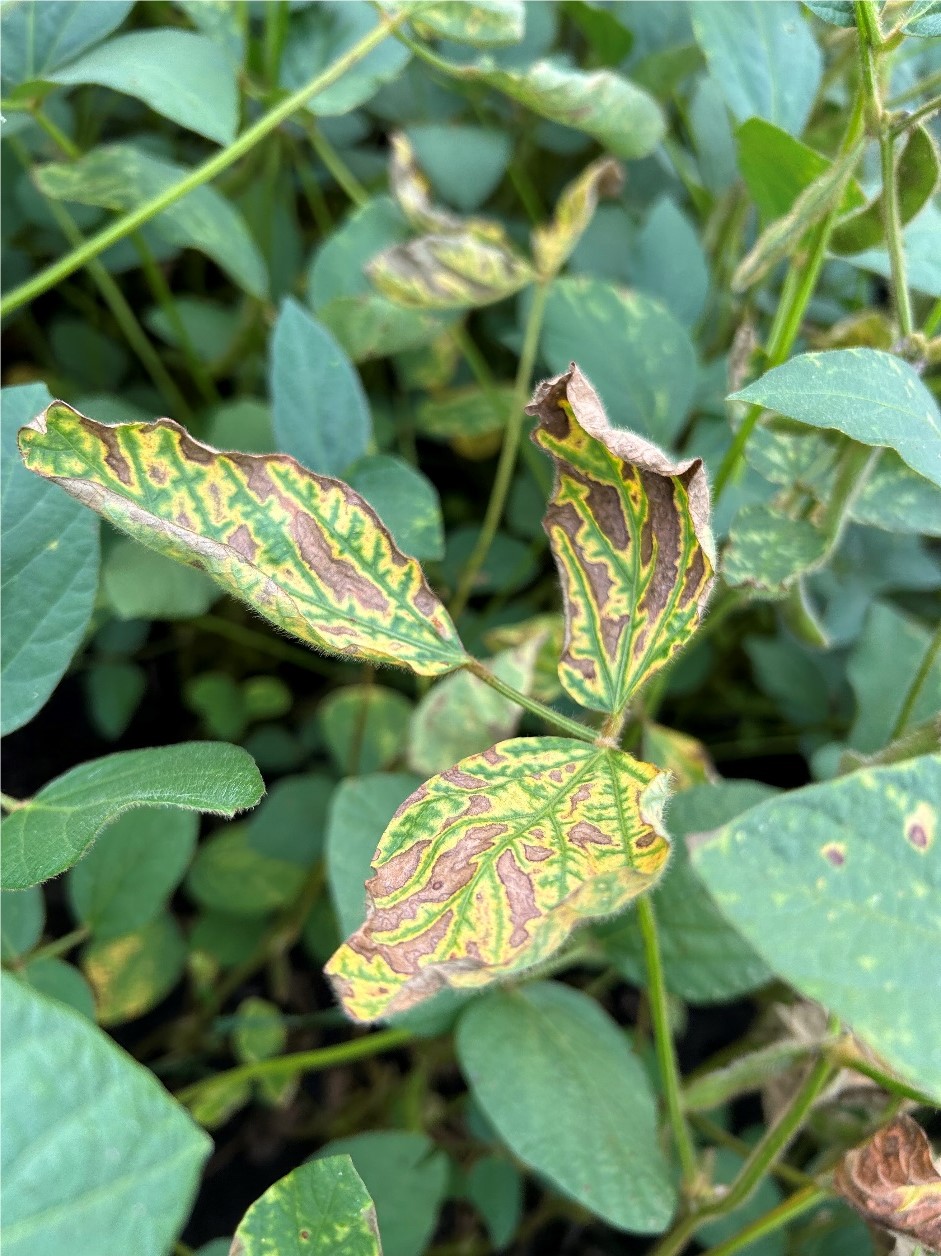 Interveinal chlorosis observed on soybean leaves in the seed treatment trial
