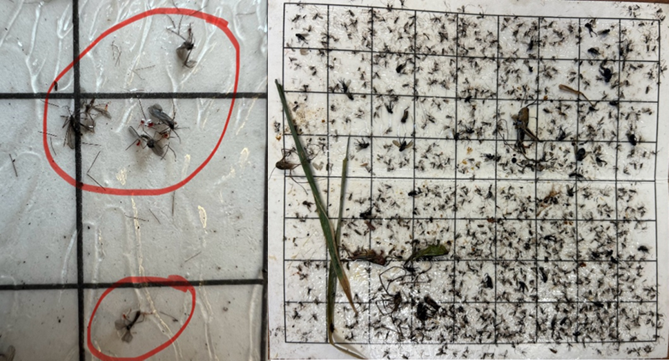 Pheromone trap sticky bottom with Hessian flies.