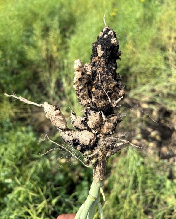 Clubroot
