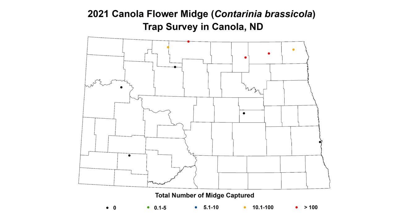 2021 Canola Flower Midge Trap Survey in Canola, ND