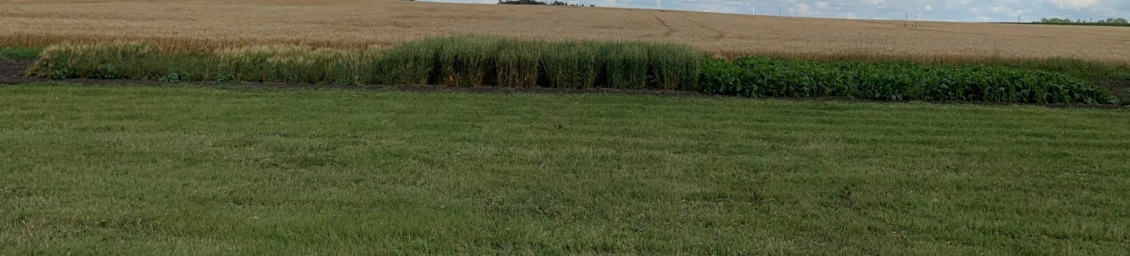 Barley (left), oat (middle) and sugarbeet (right) varieties growing in Level 1 on September 5, 2024