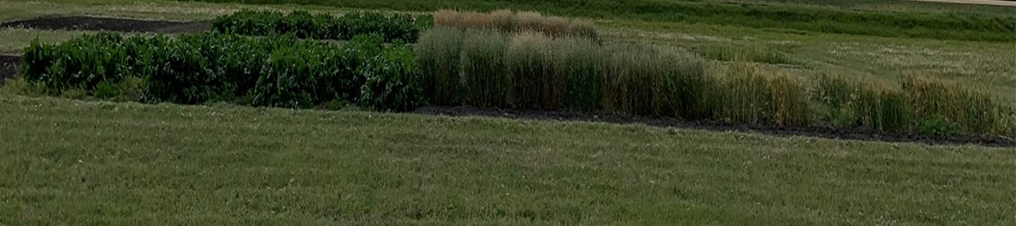 Barley (right), oat (middle) and sugarbeet (left) varieties growing in Level 2 on September 5, 2024.