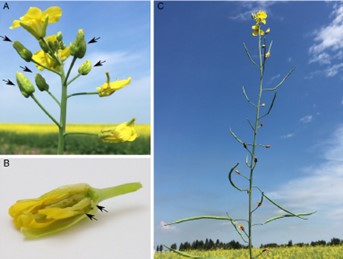 Canola flower midge feeding damage 