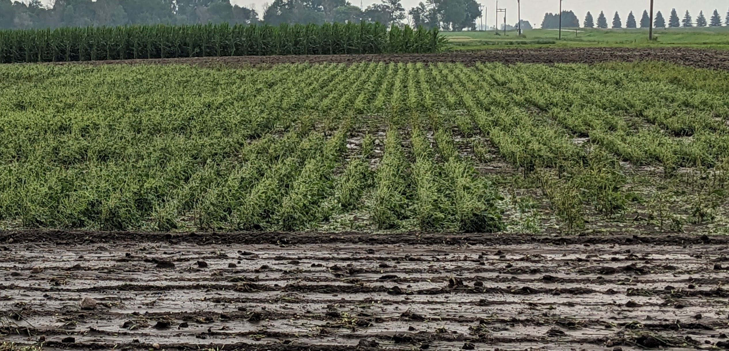 Soybean plants in a field with most of the leaves on the ground and the stems left sticking up.