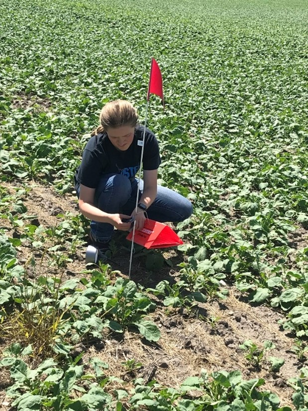 IPM trapper setting up a pheromone trap for canola Swede midge
