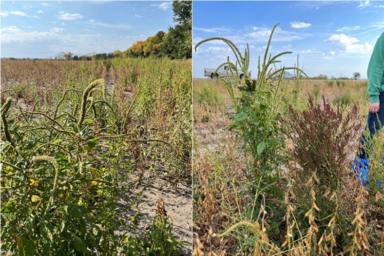 Palmer amaranth; palmer (left) and waterhemp (right) plants next to each other in a soybean field in Traill County