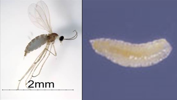 Swede Midge Adult and Larva