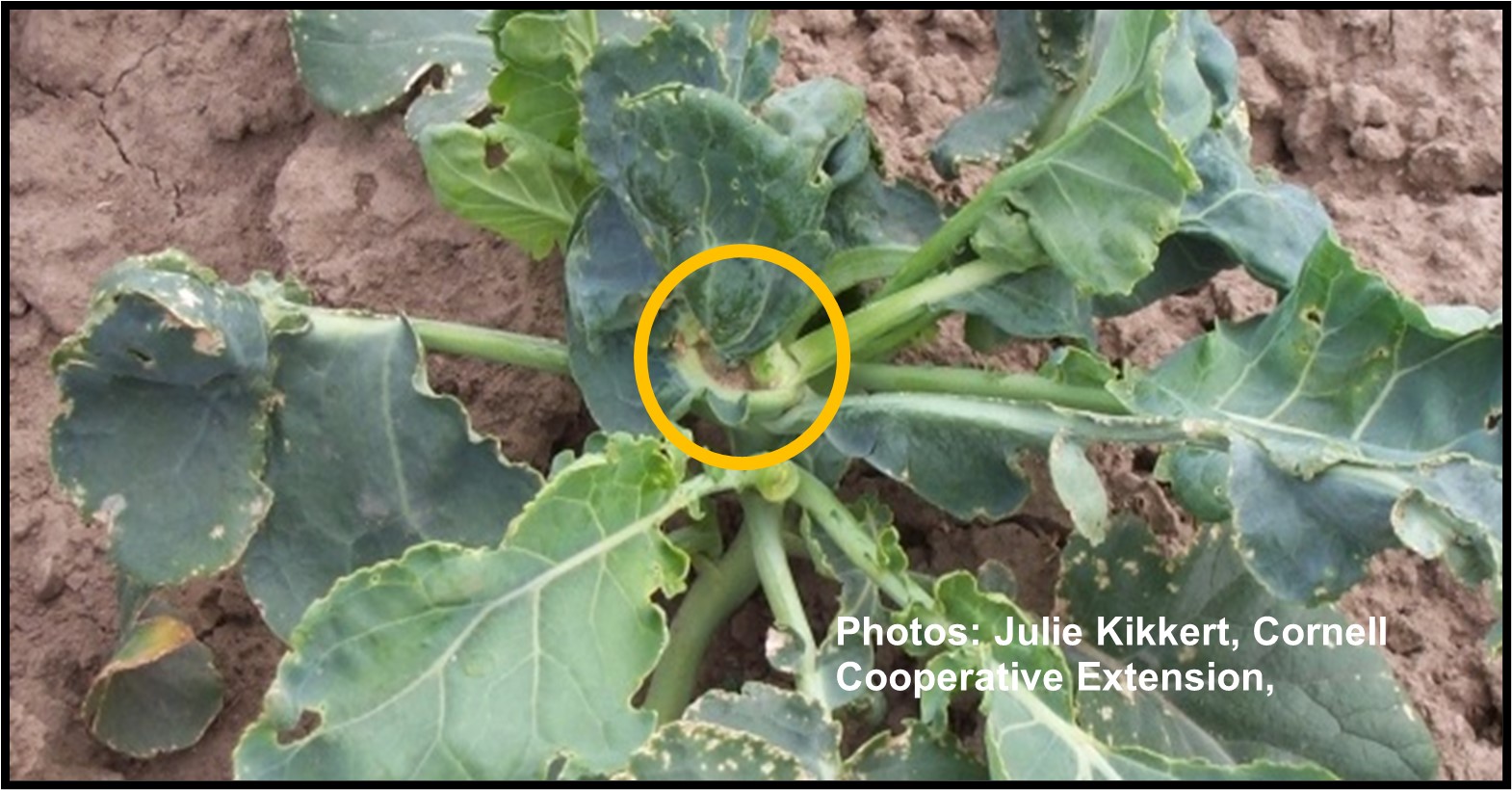 Swede Midge Crop Damage