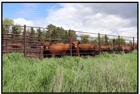 A picture of Red Angus steers preparing to load for market in May, 2024.