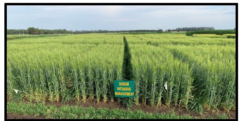A picture of the durum intensive management trial during mid-season in 2022 in Carrngton.