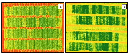 Pictures showing wheat green index at Feekes 5 and wheat NDVI index.