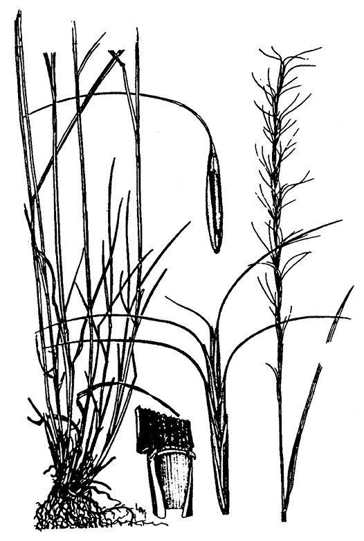 Bluebunch Wheatgrass