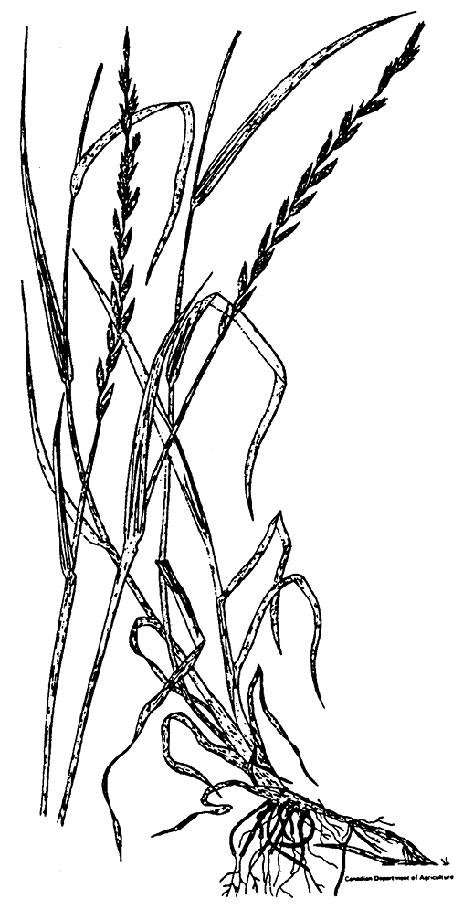 Intermediate Wheatgrass