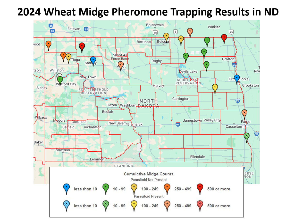2024 Wheat Midge Larval Survey Percent Parasitism map