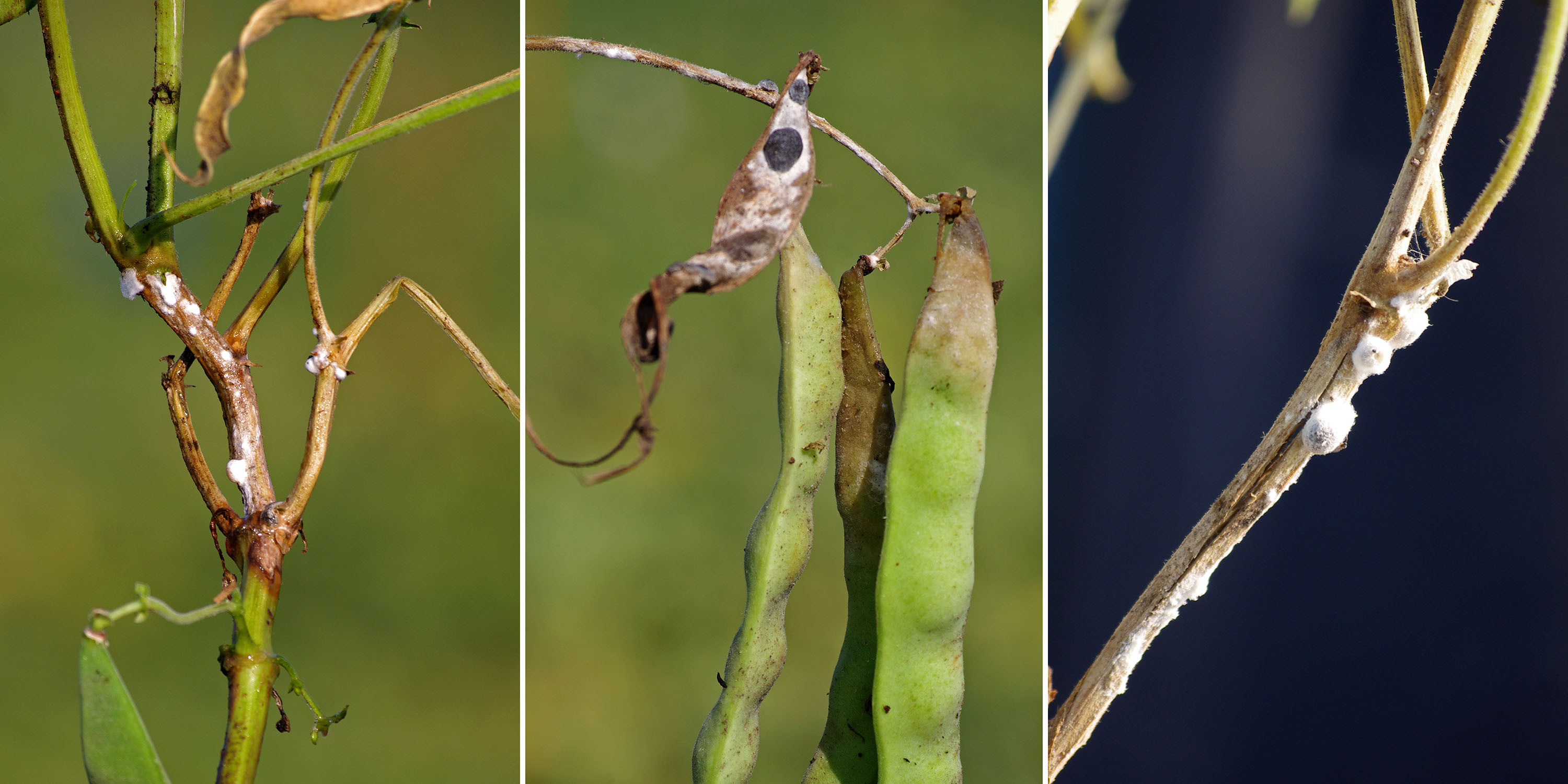 White mold on dry bean plants