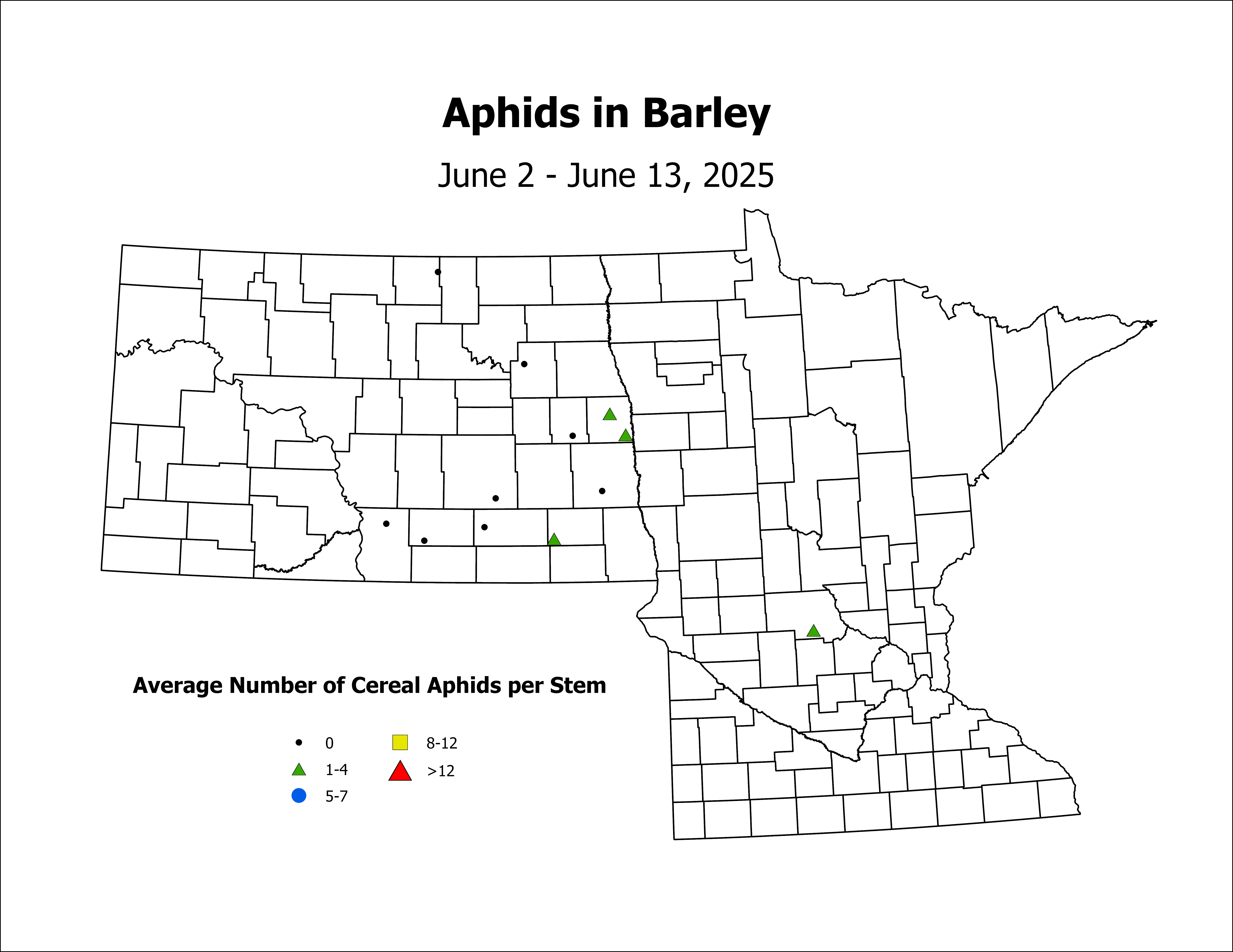 barley_Aph_Stem_2025June2ToJune13