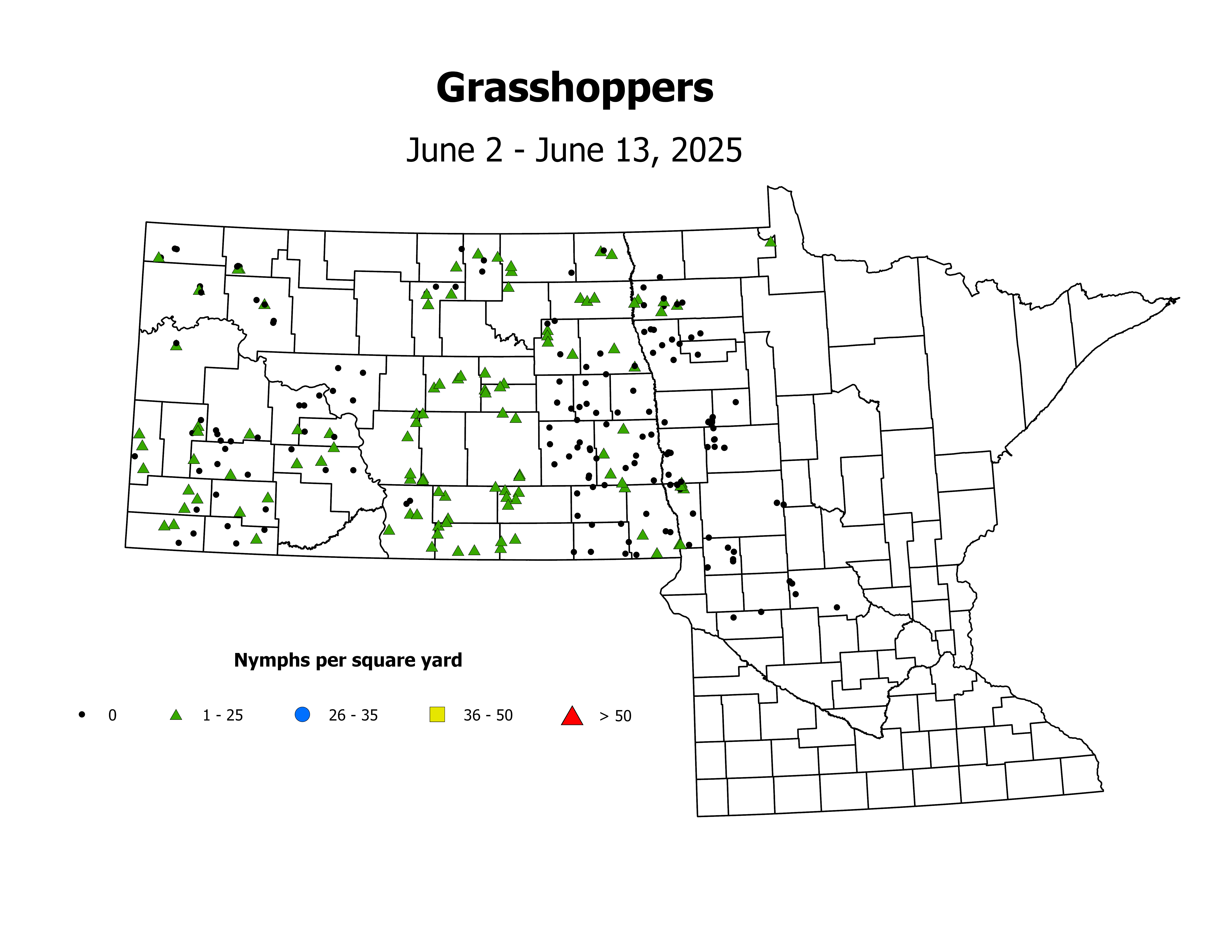 grasshopper_Nymph_sqyd_2025June2ToJune13