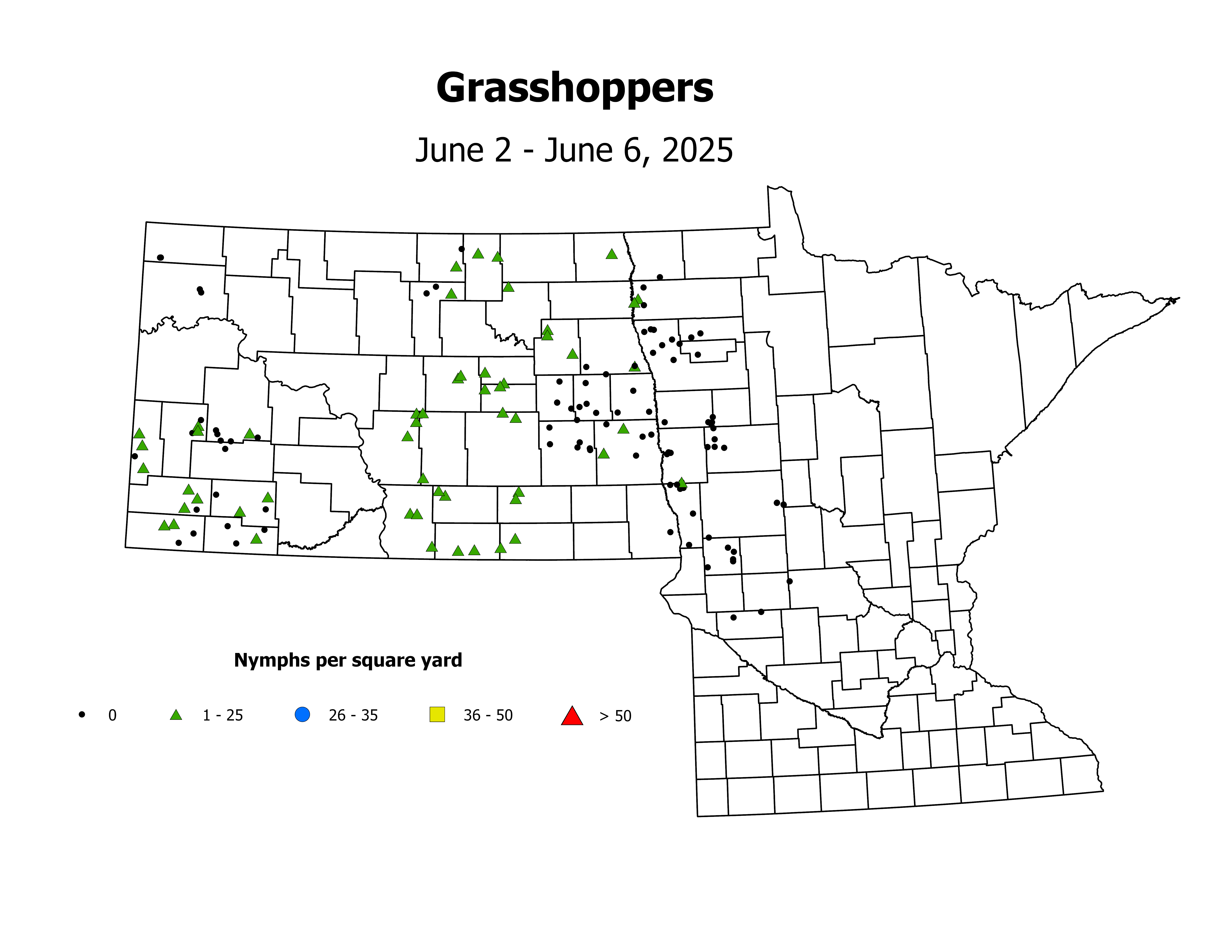 grasshopper_Nymph_sqyd_2025June2ToJune6