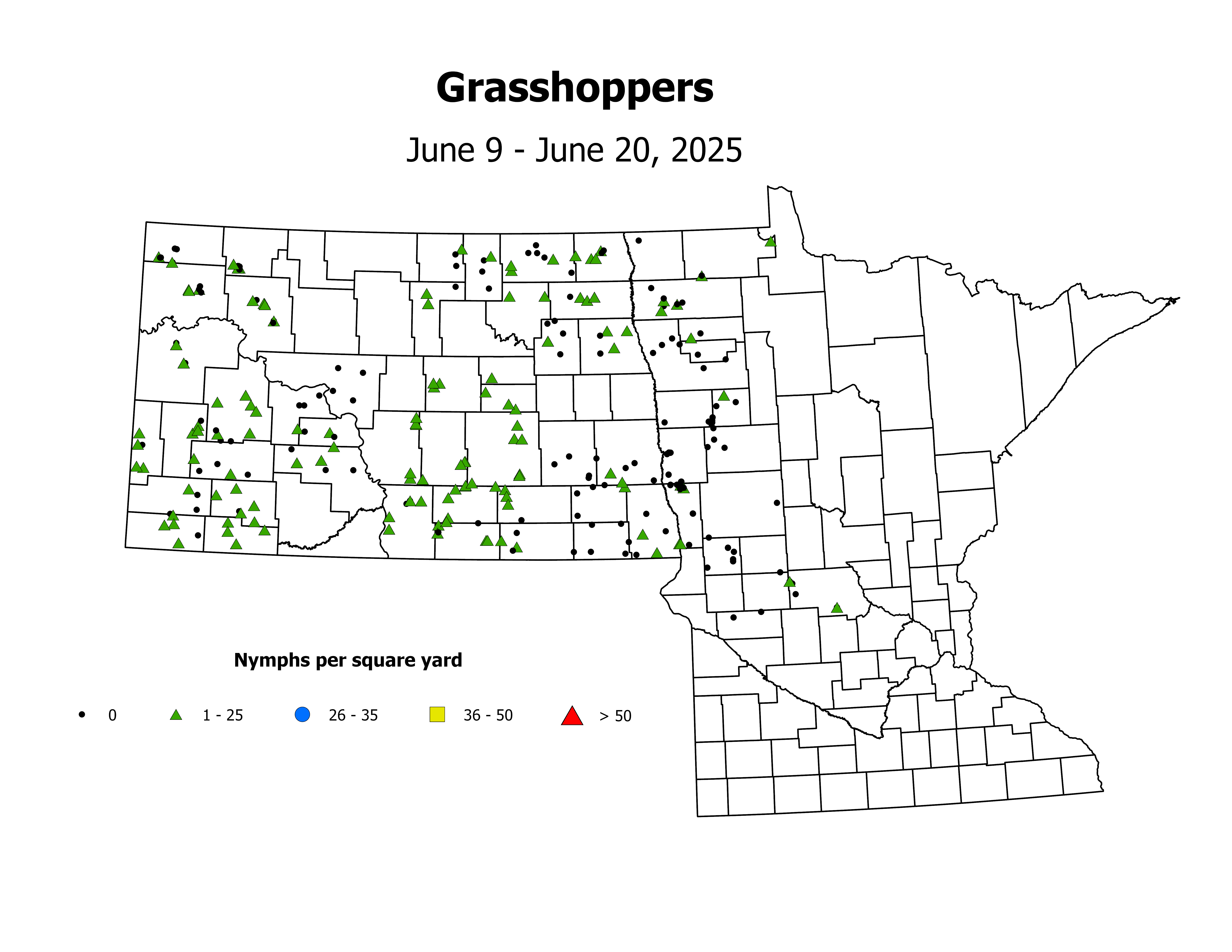 grasshopper_Nymph_sqyd_2025June9ToJune20