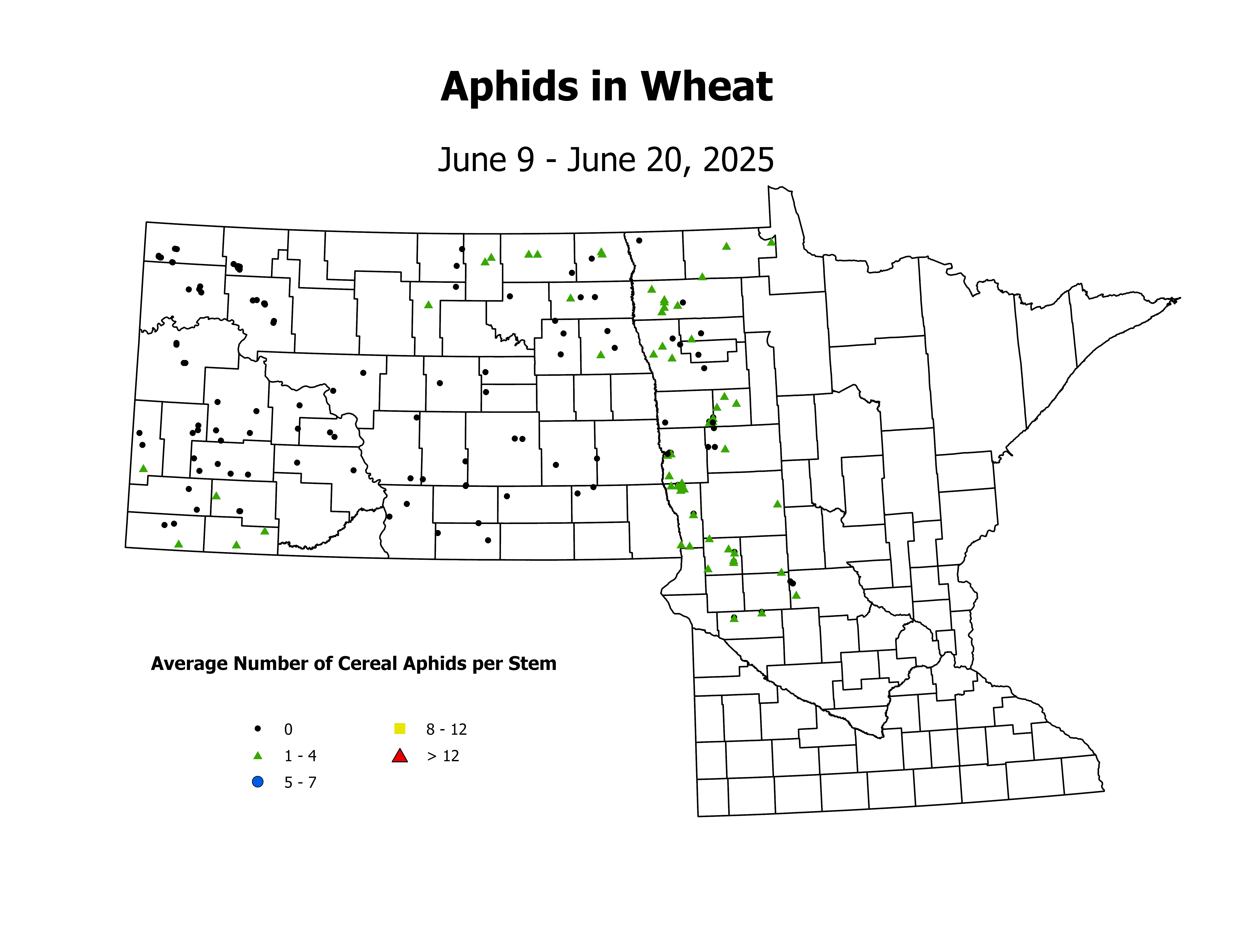 wheat_Aph_Stem_2025June9ToJune20