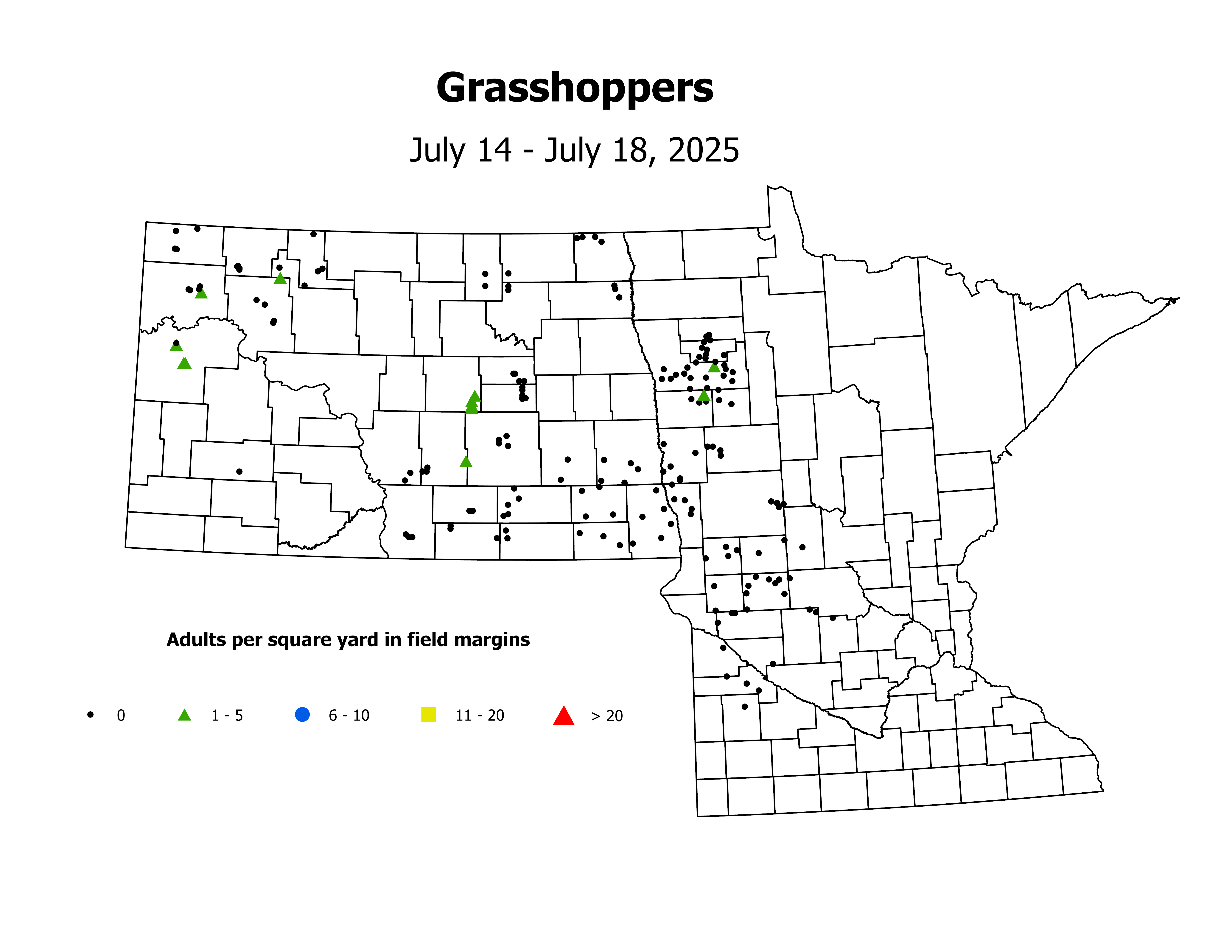 grasshopper_Adult_sqyd_2025July14ToJuly18