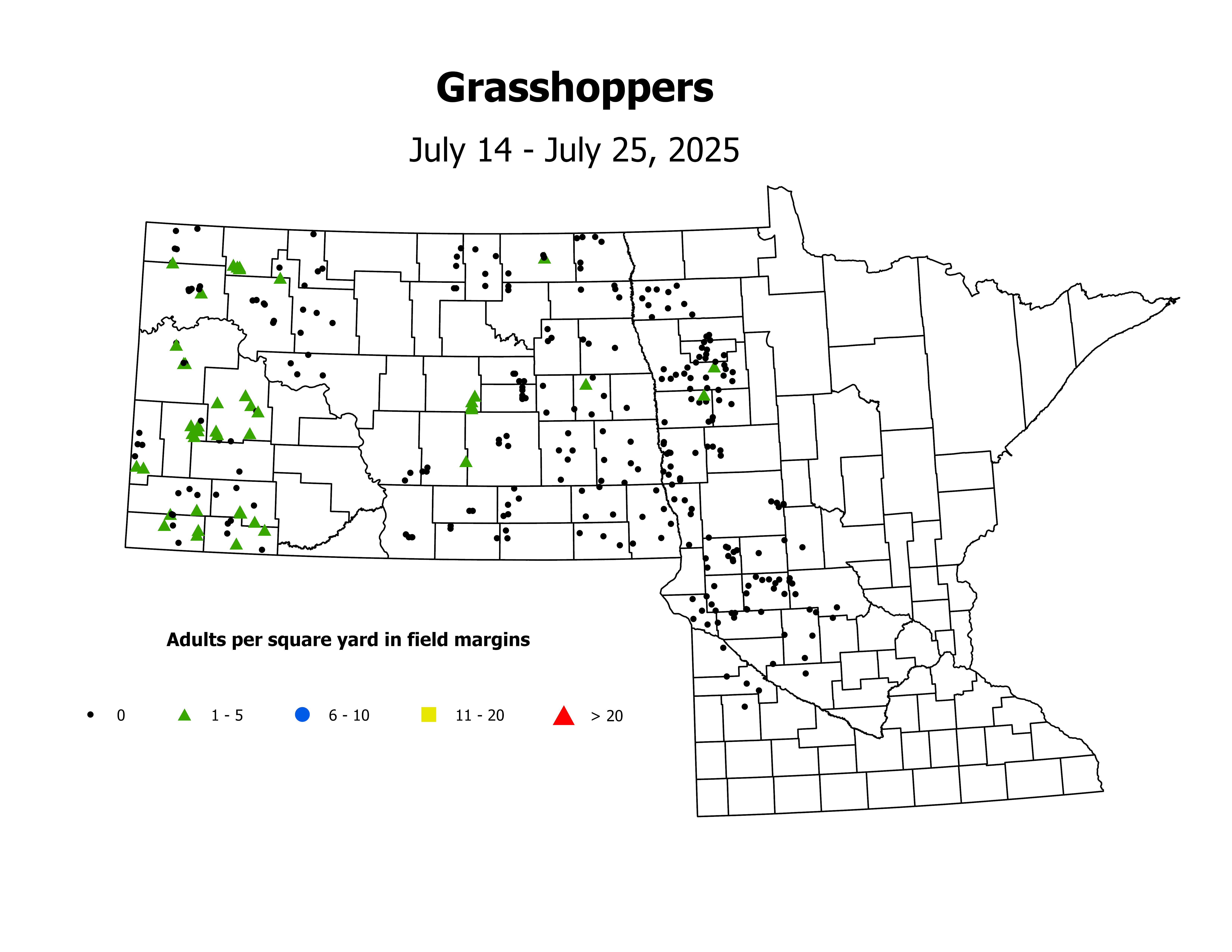 grasshopper_Adult_sqyd_2025July14ToJuly25