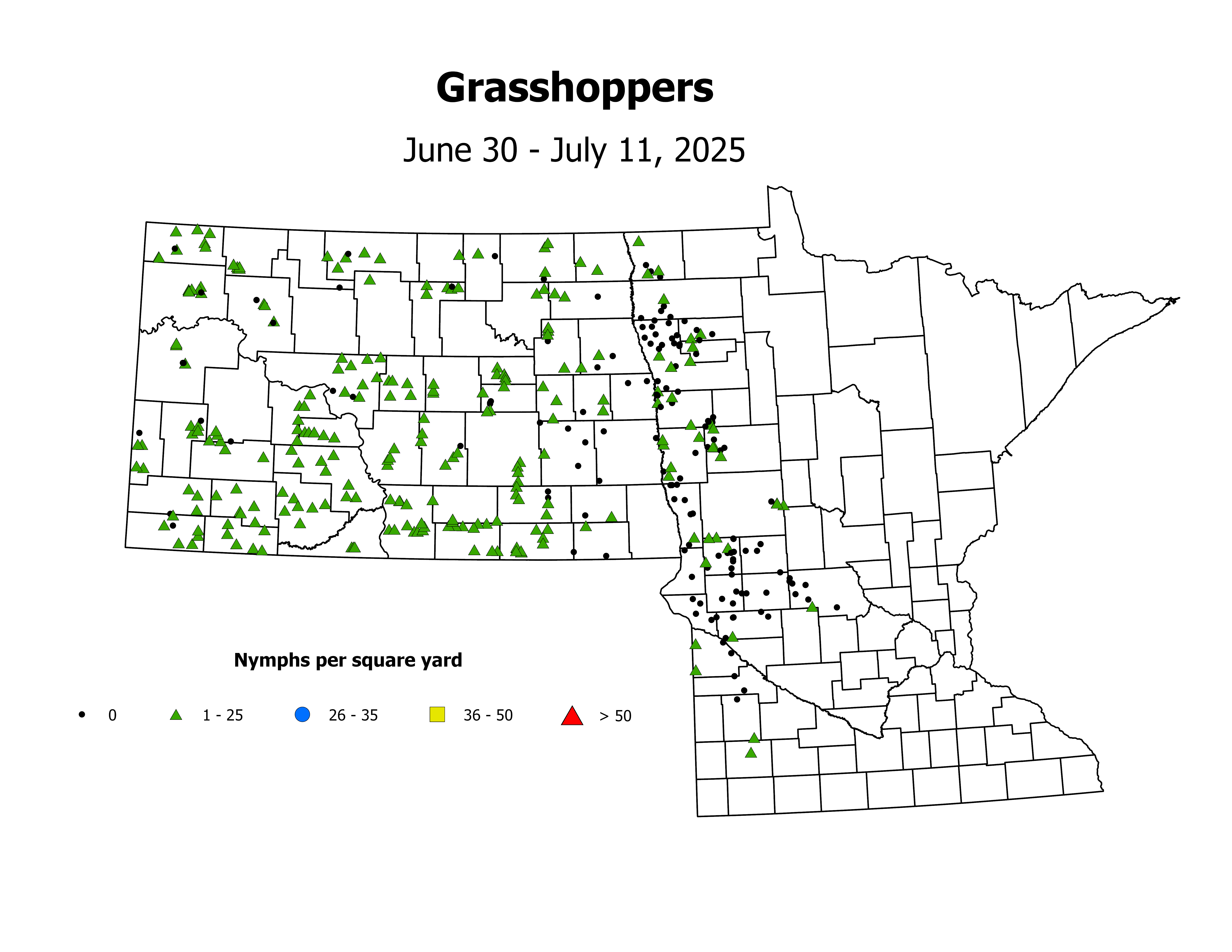 grasshopper_Nymph_sqyd_2025June30ToJuly11
