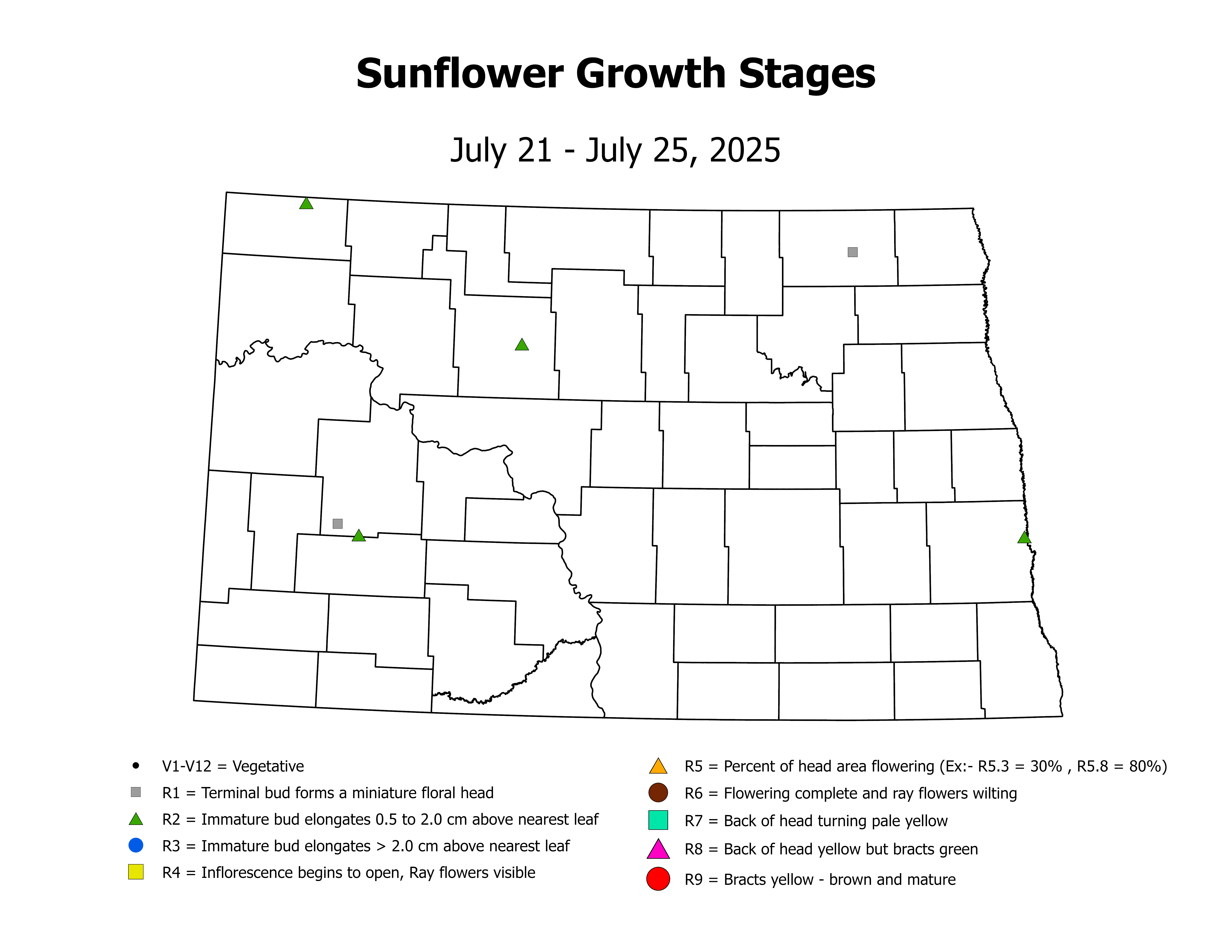 sunflowerInsectTrap_CropStage_2025July21ToJuly25
