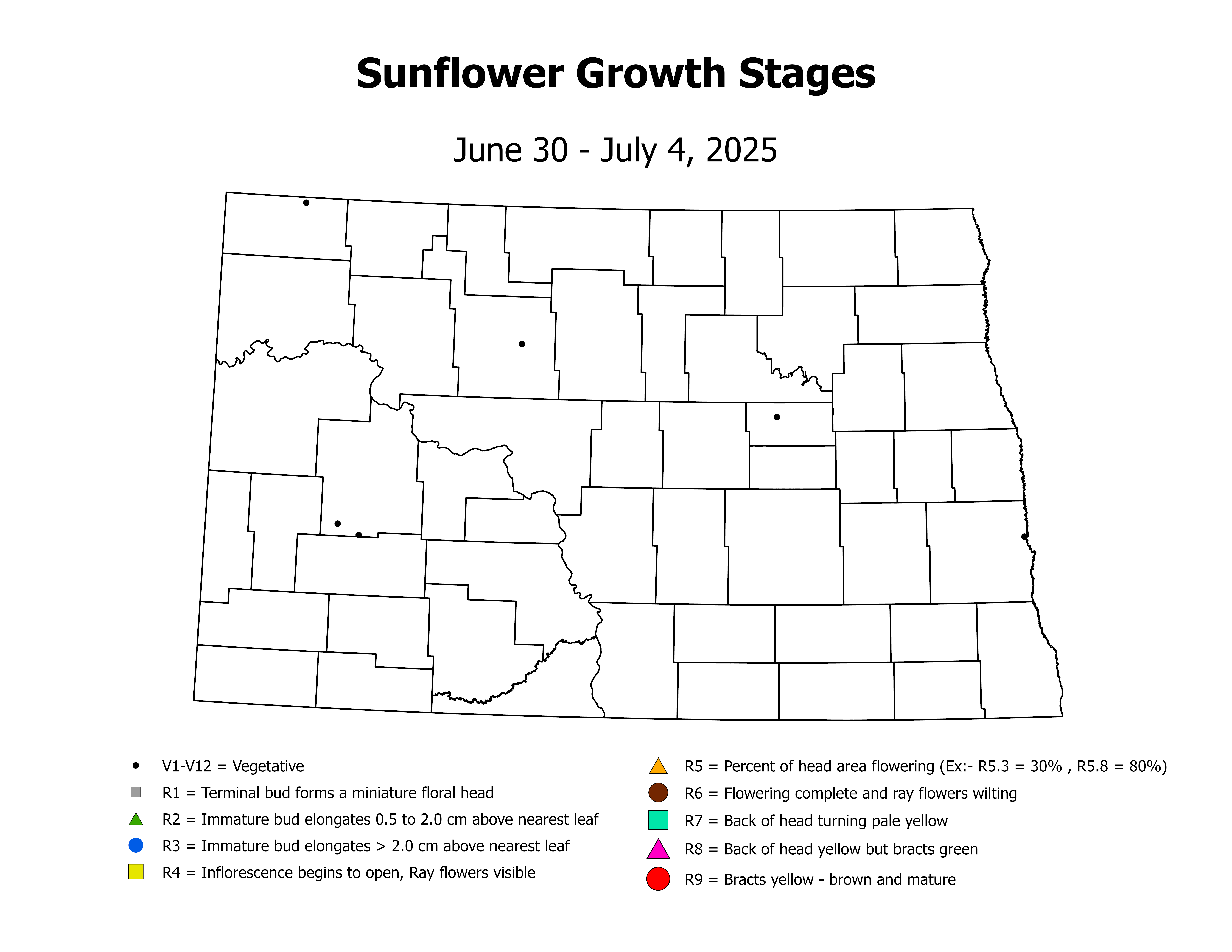 sunflowerInsectTrap_CropStage_2025June30ToJuly4