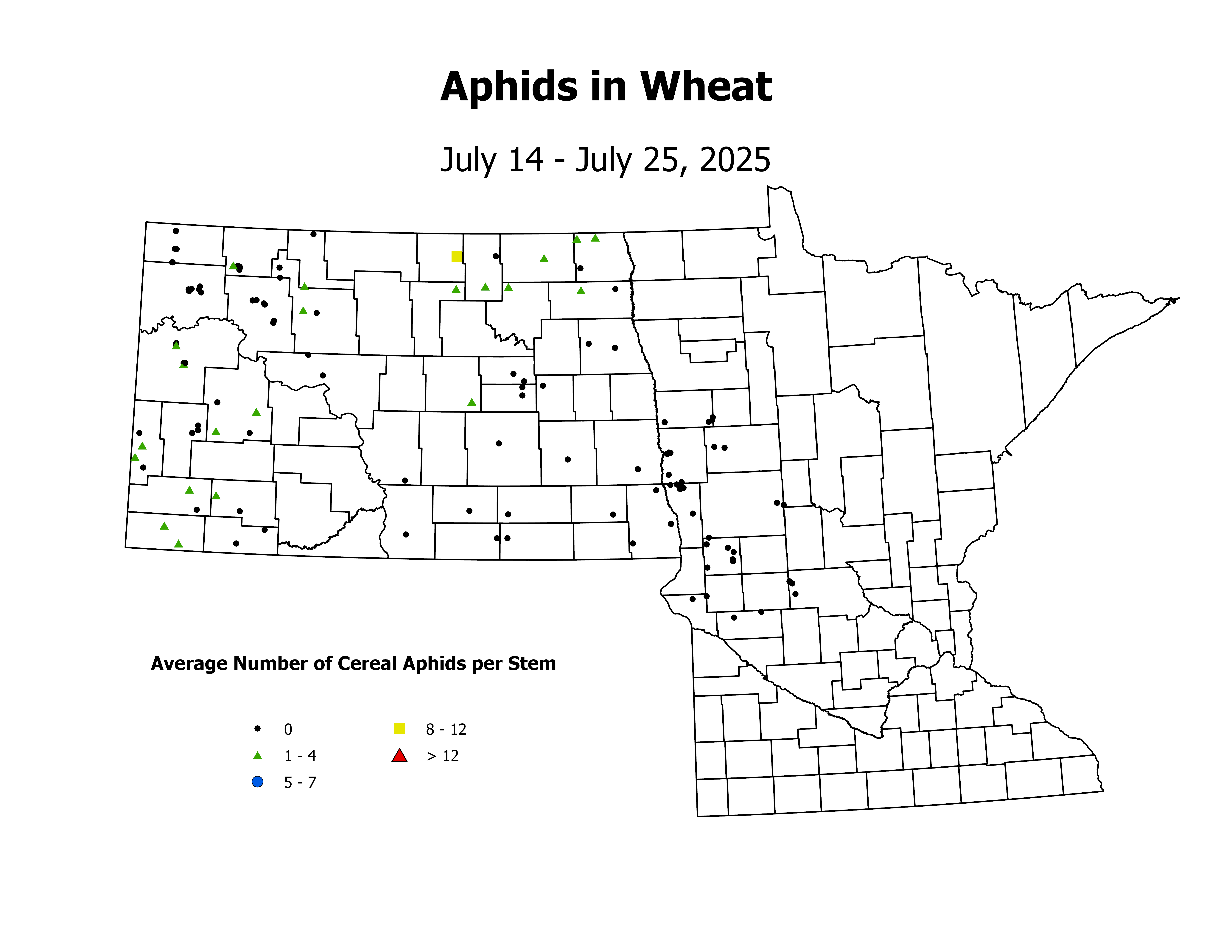 wheat_Aph_Stem_2025July14ToJuly25