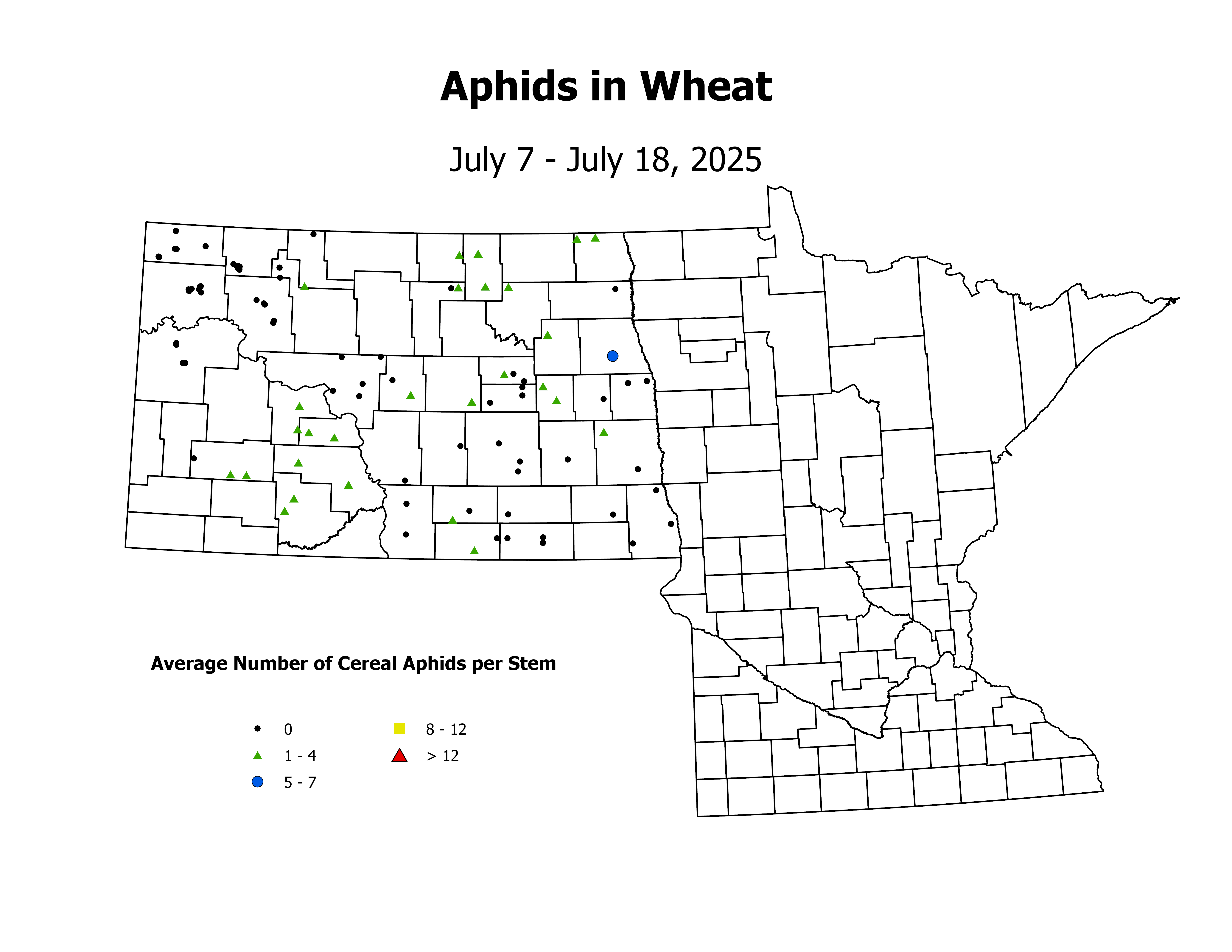 wheat_Aph_Stem_2025July7ToJuly18