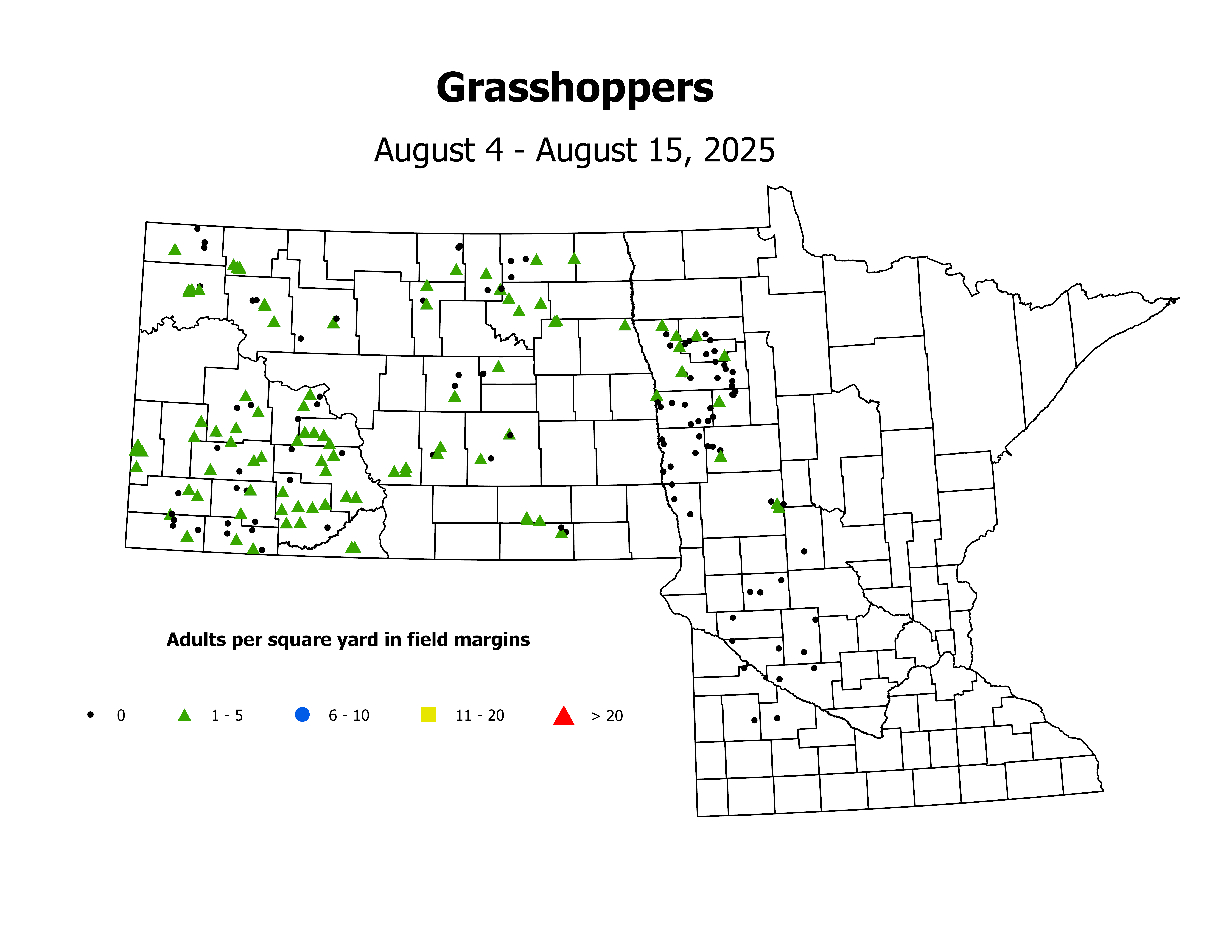 grasshopper_Adult_sqyd_2025August4ToAugust15