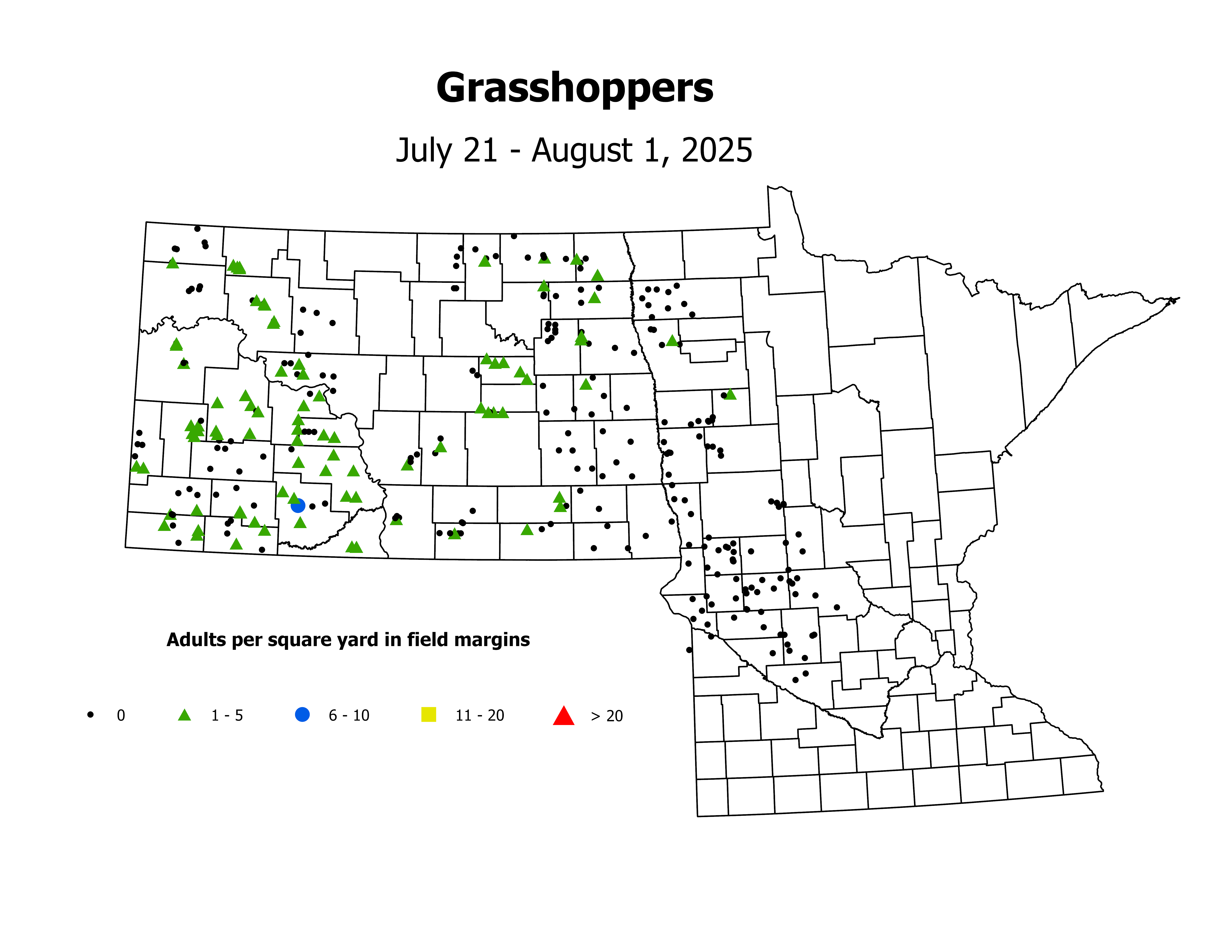 grasshopper_Adult_sqyd_2025July21ToAugust1