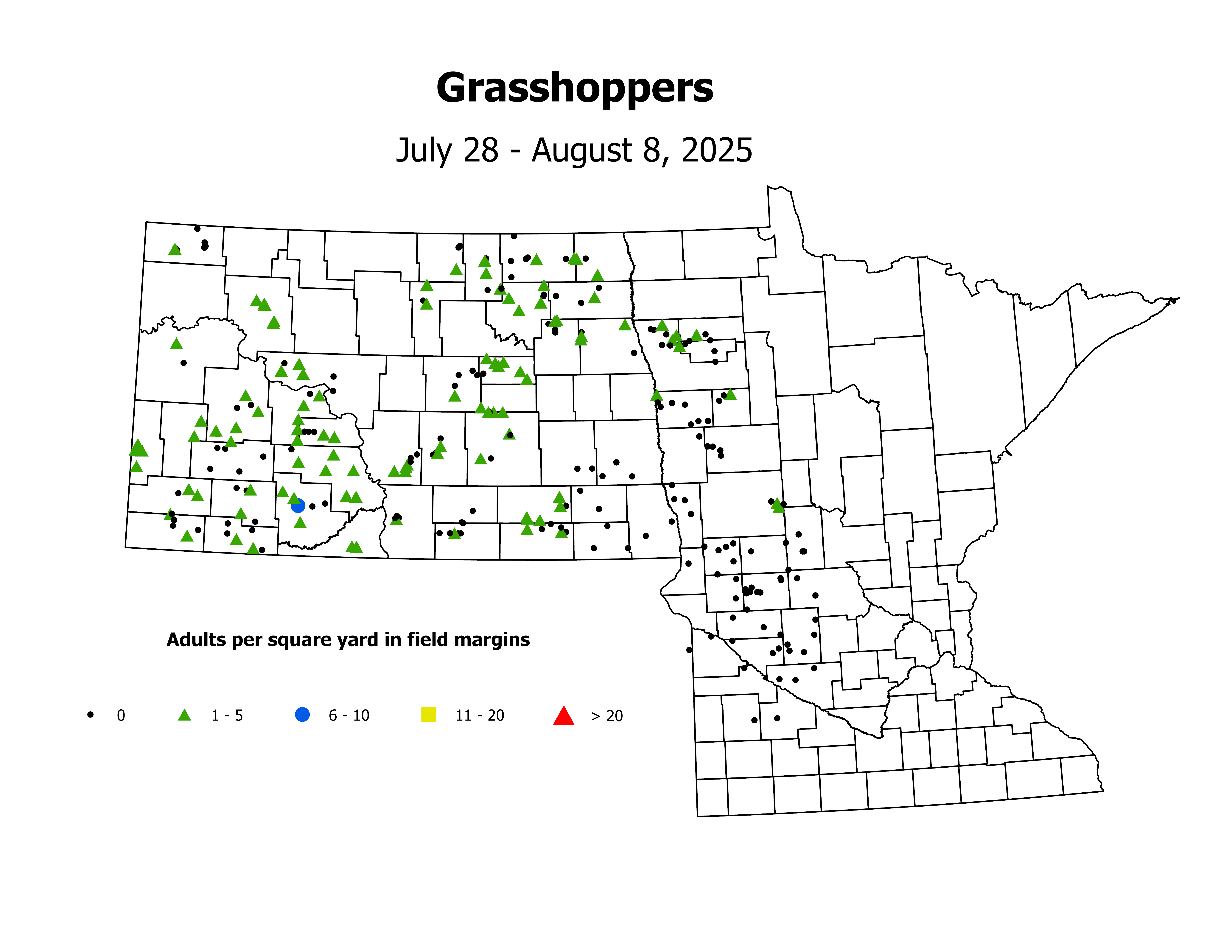 grasshopper_Adult_sqyd_2025July28ToAugust8