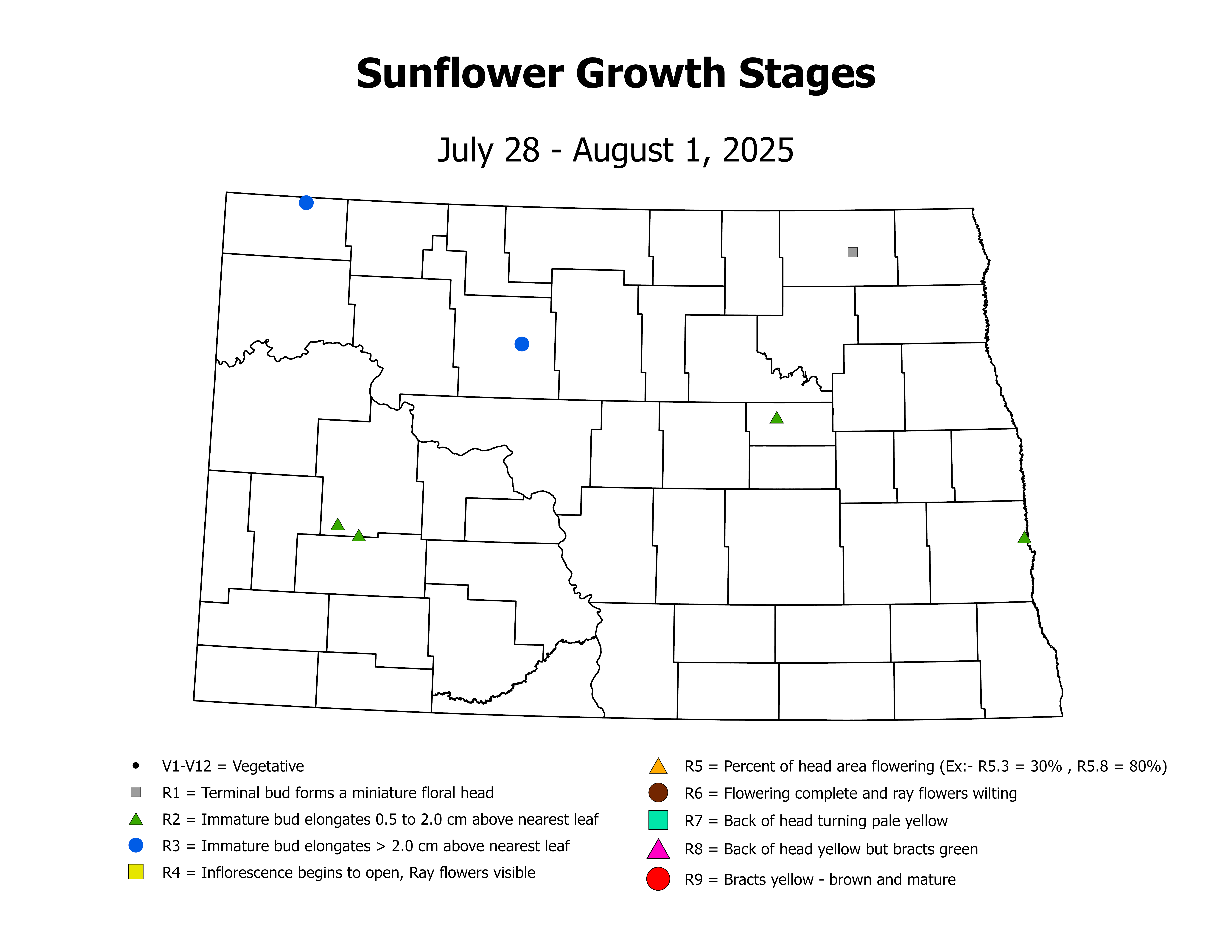 sunflowerInsectTrap_CropStage_2025July28ToAugust1