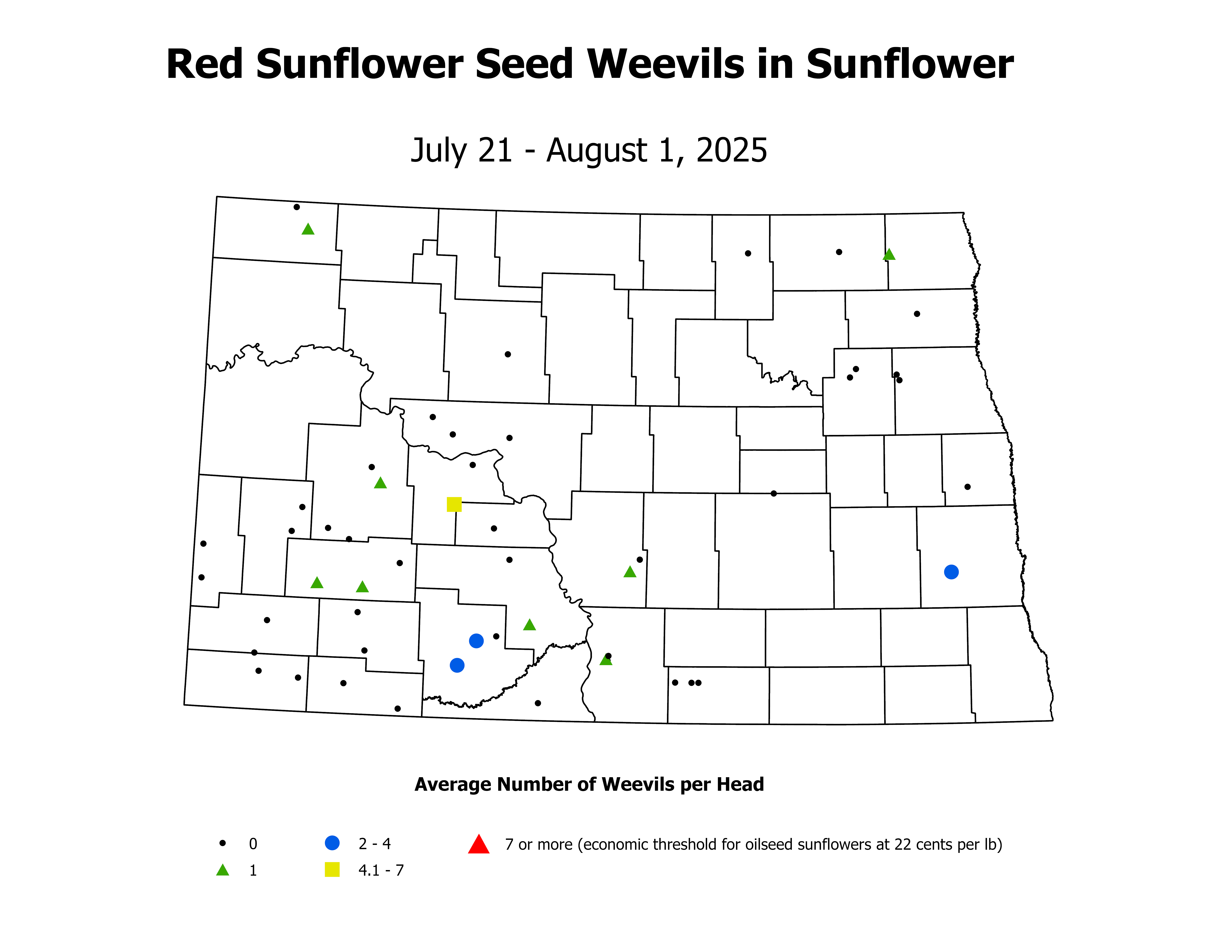 sunflower_RSW_Head_2025July21ToAugust1