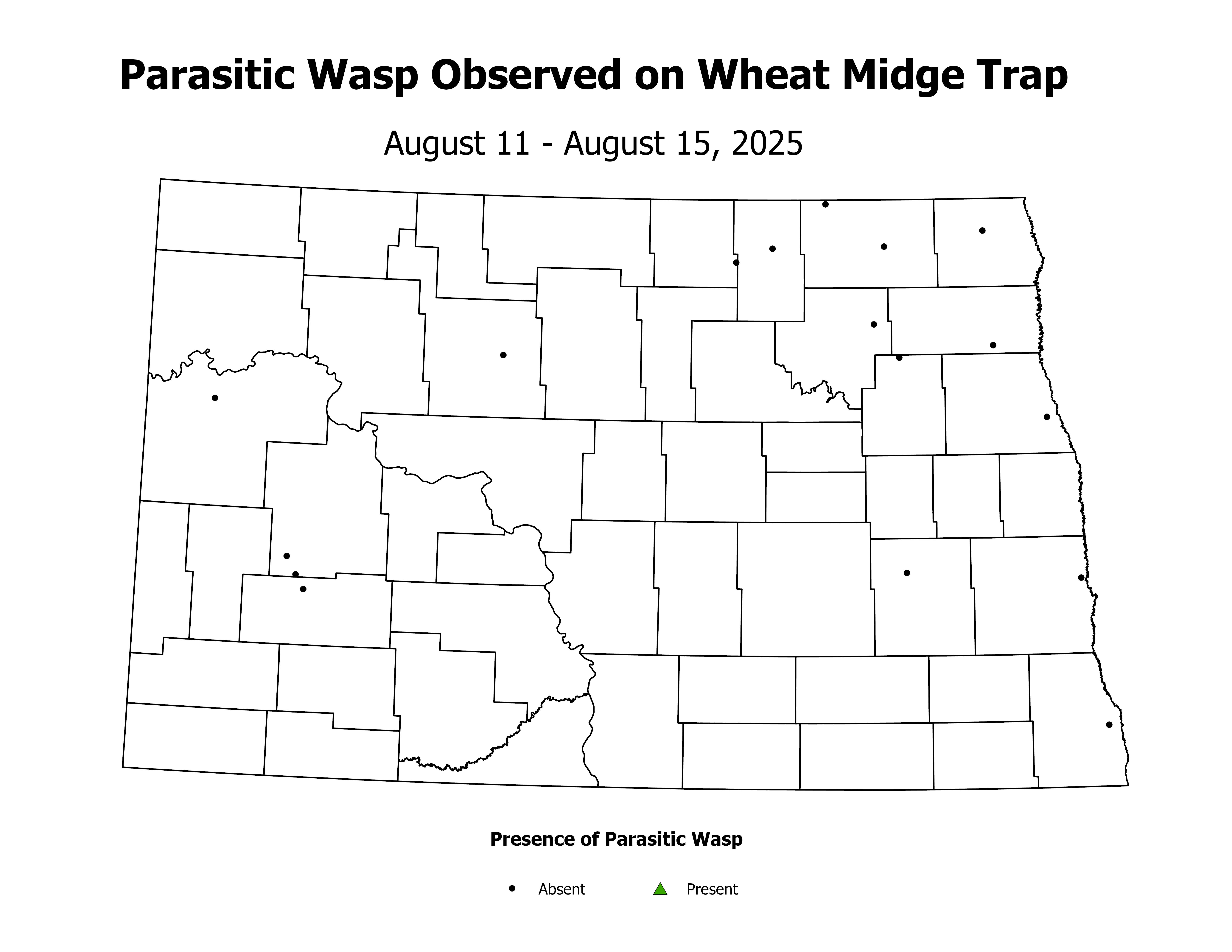 wheatInsectTrap_PARA_PRES_2025August11ToAugust15