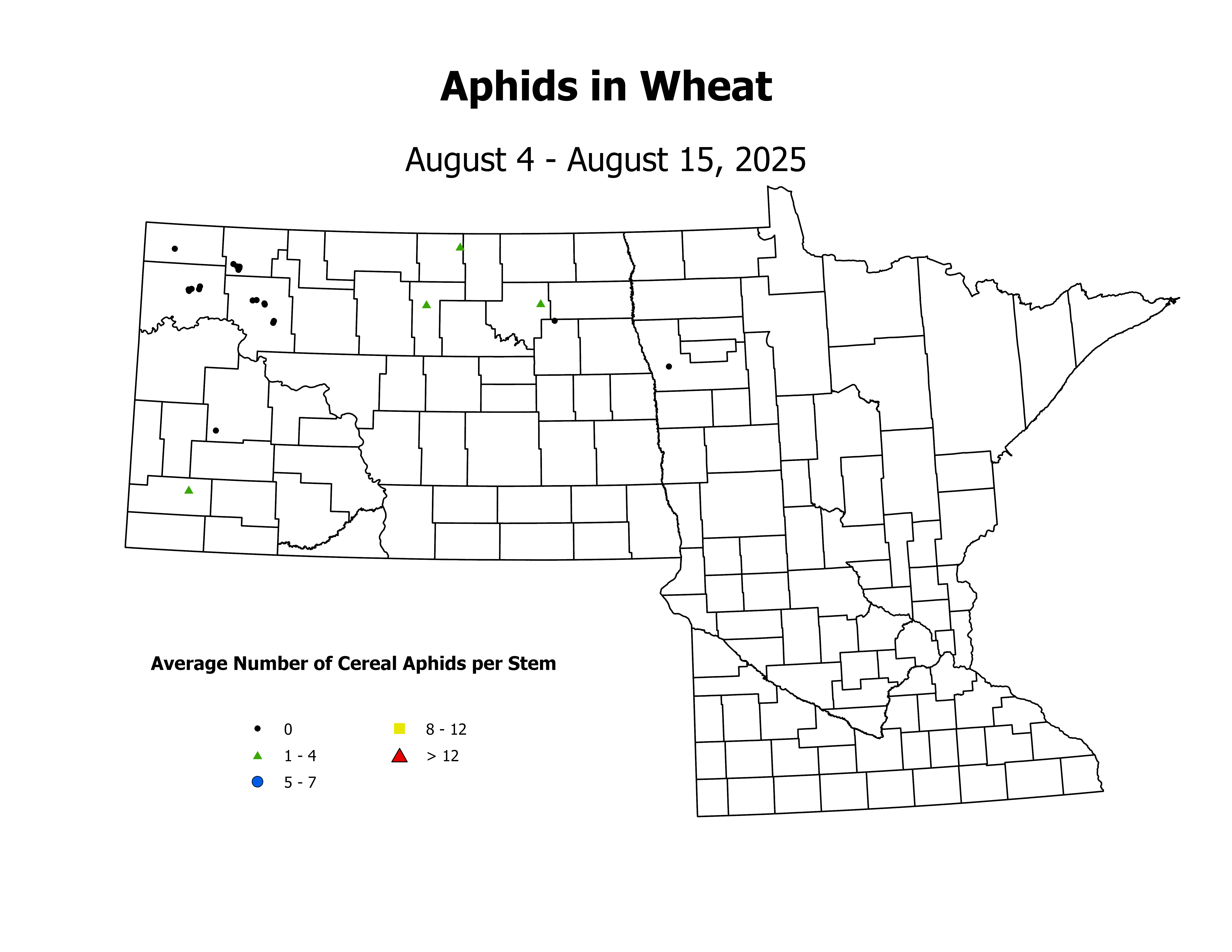 wheat_Aph_Stem_2025August4ToAugust15