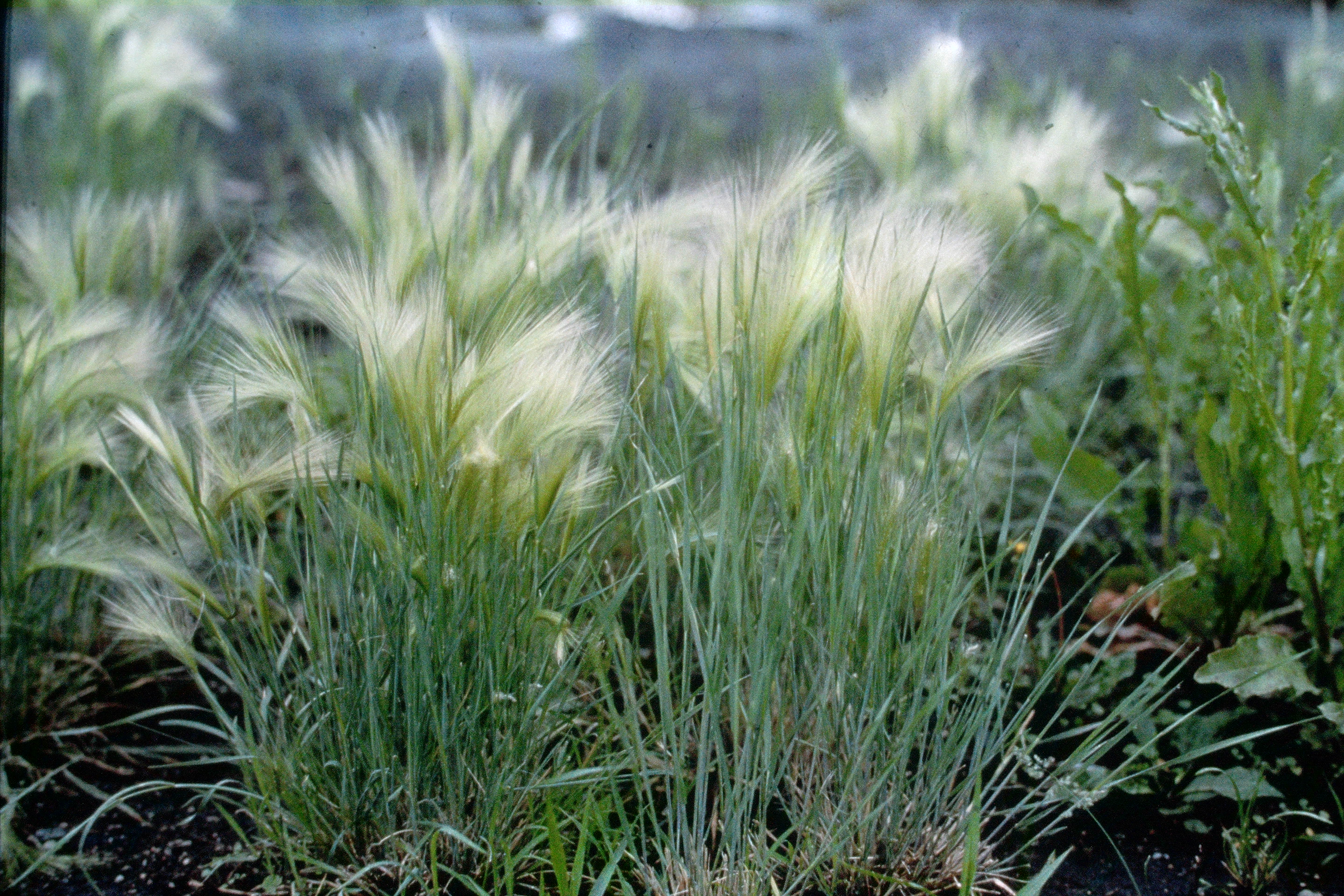 Foxtail barley in the field.