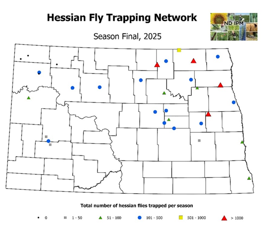 Season count of 2025 Hessian fly trapping network. 